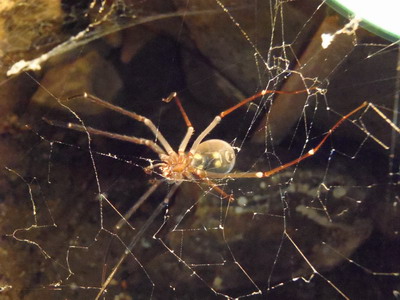 Maracoopa cave spider
