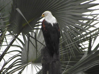 Gorongosa_birds
