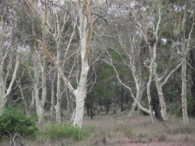 Gorongosa_fever trees