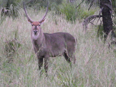 Gorongosa_antelope