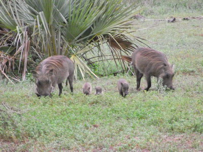 Gorongosa_warthog