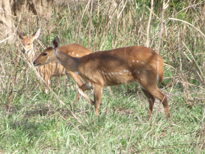 Gorongosa_antelope