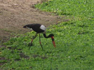 Gorongosa_birds