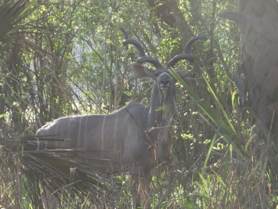 Gorongosa_antelope