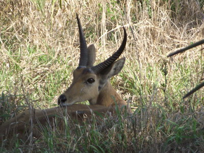 Gorongosa_antelope