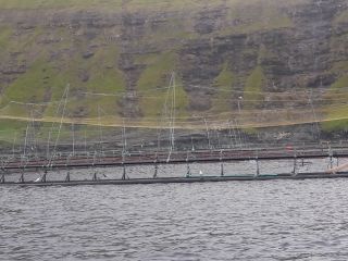 Faroe