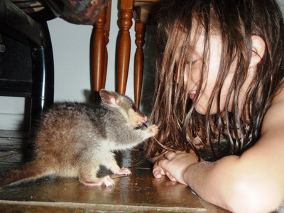 possum eating lotem's hair