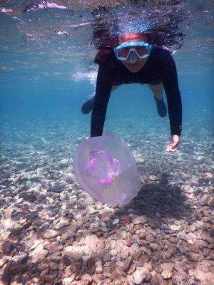 jelly fish