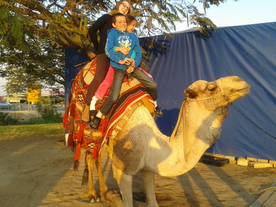 Camel