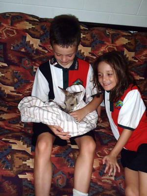 Maayan/kangaroo334.jpg10