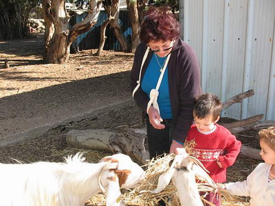 at the petting zoo