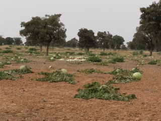 calabash field