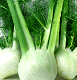 fennel