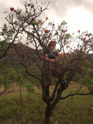 Drakensberg