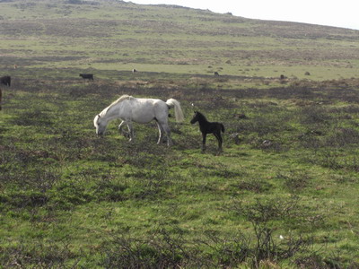 visit to Devon/Cornwall