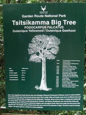 big tree