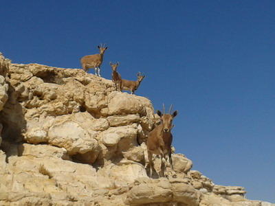 ibexes