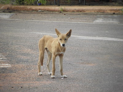 The Red Centre