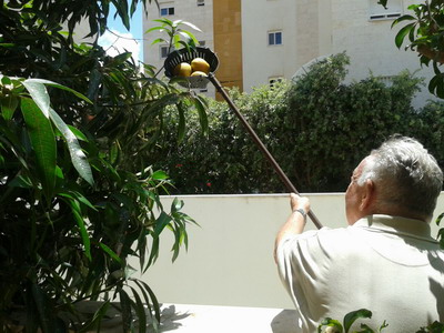 picking mangoes