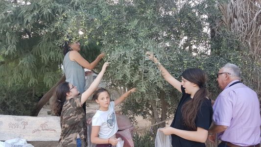 picking olives