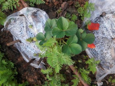 strawberries