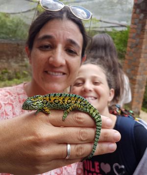 colourful chameleon