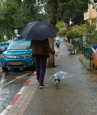 dog with umbrella