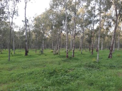 green forest