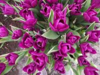 keukenhof