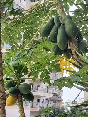 papaya