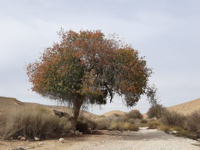 pistachio tree