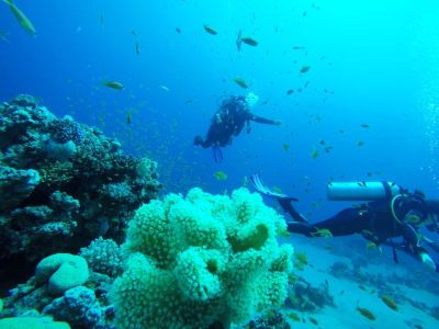 Sinai dive Dahab