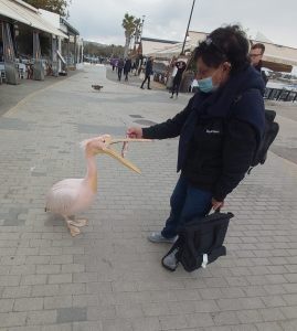 Cyprus Paphos pelican