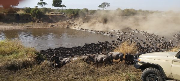 wildebeest run