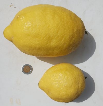 lemon