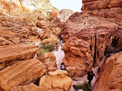 Segoli sinai