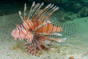 lionfish