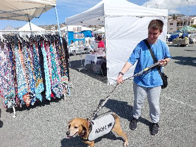 market Pegeia dog