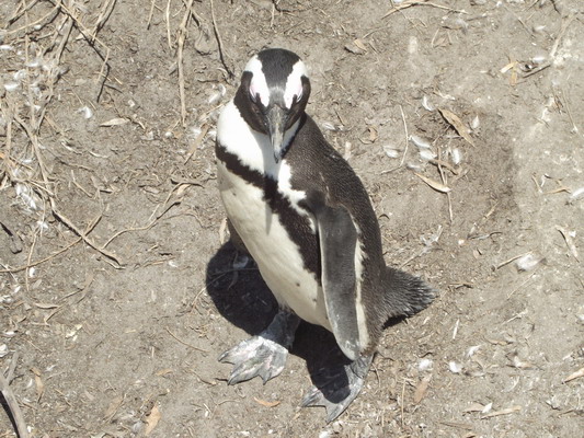 Penguin