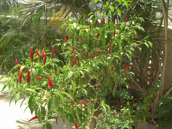 peppers