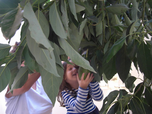 Zoe picking Avocado