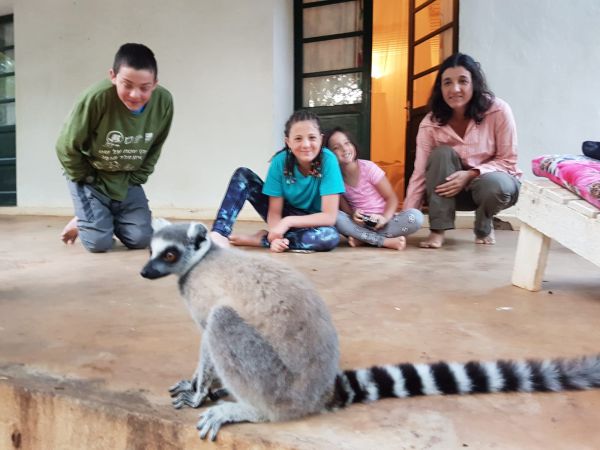 ring-tailed lemur