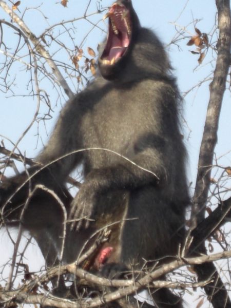 baboon