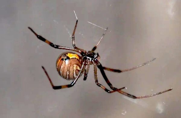 Brown widow spider