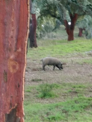 pig and cork oak