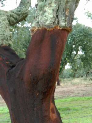 cork oak