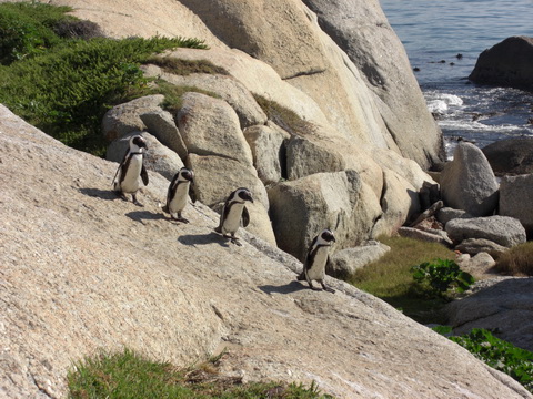 Penguins_Boulders4785