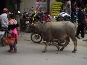 Sapa Bac Ha market