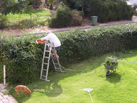 Eitan trimming the hedge