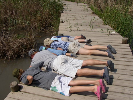 turtles at Nahal Taninim